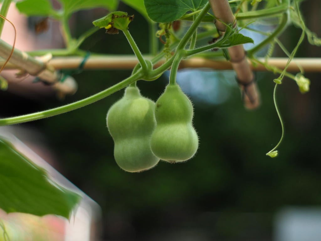 PENTACON50㎜ F1.8 MC