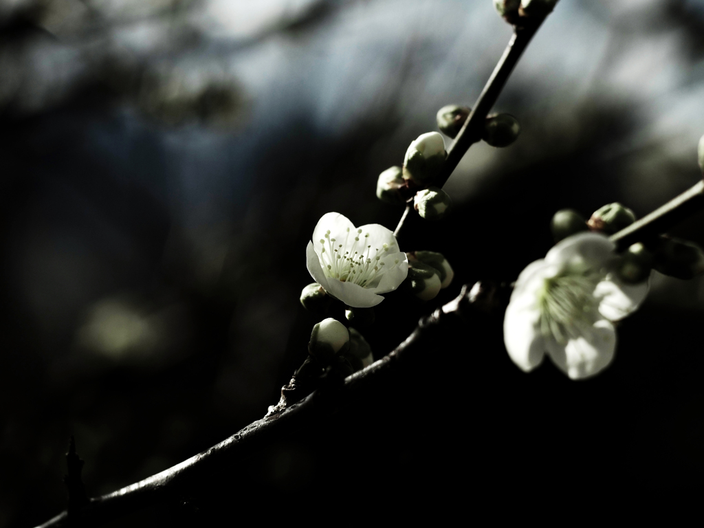 PENTACON50㎜ F1.8 MC
