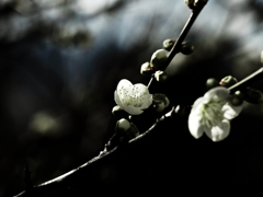 PENTACON50㎜ F1.8 MC