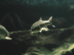 魚