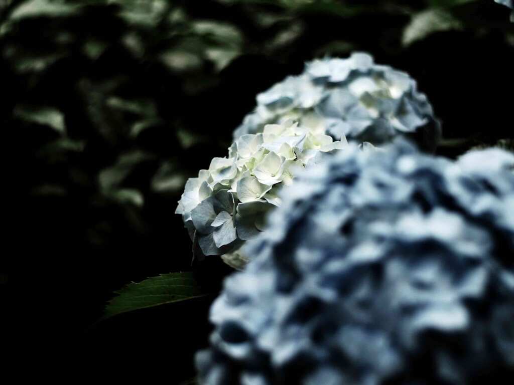 PENTACON50㎜ F1.8 MC