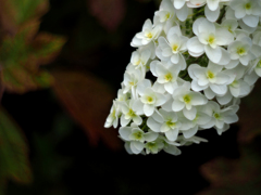 PENTACON50㎜ F1.8 MC