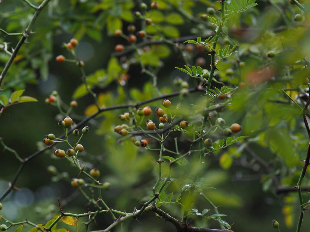 薔薇の実