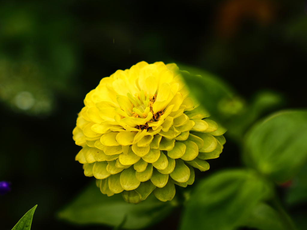 MC Jupiter-9 85mm F2