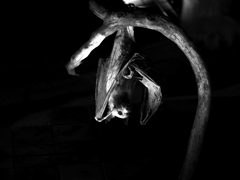 PENTACON50㎜ F1.8 MC