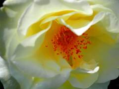 春薔薇