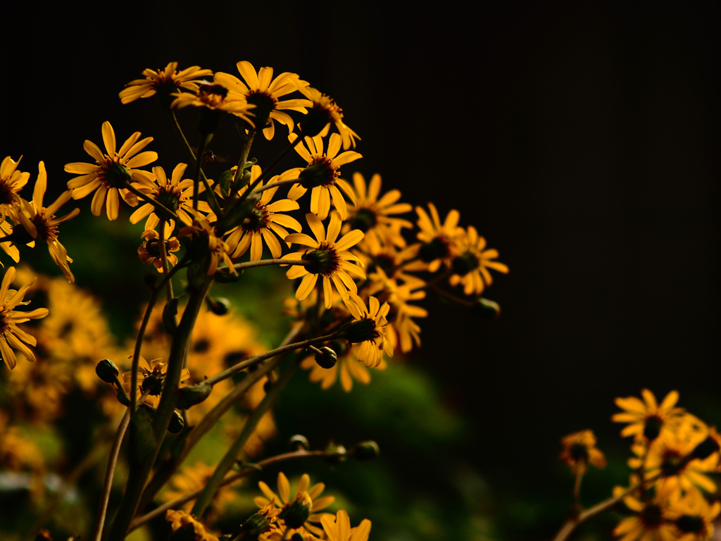 Sonnar135㎜ F4 エキザクタマウント