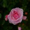 薔薇