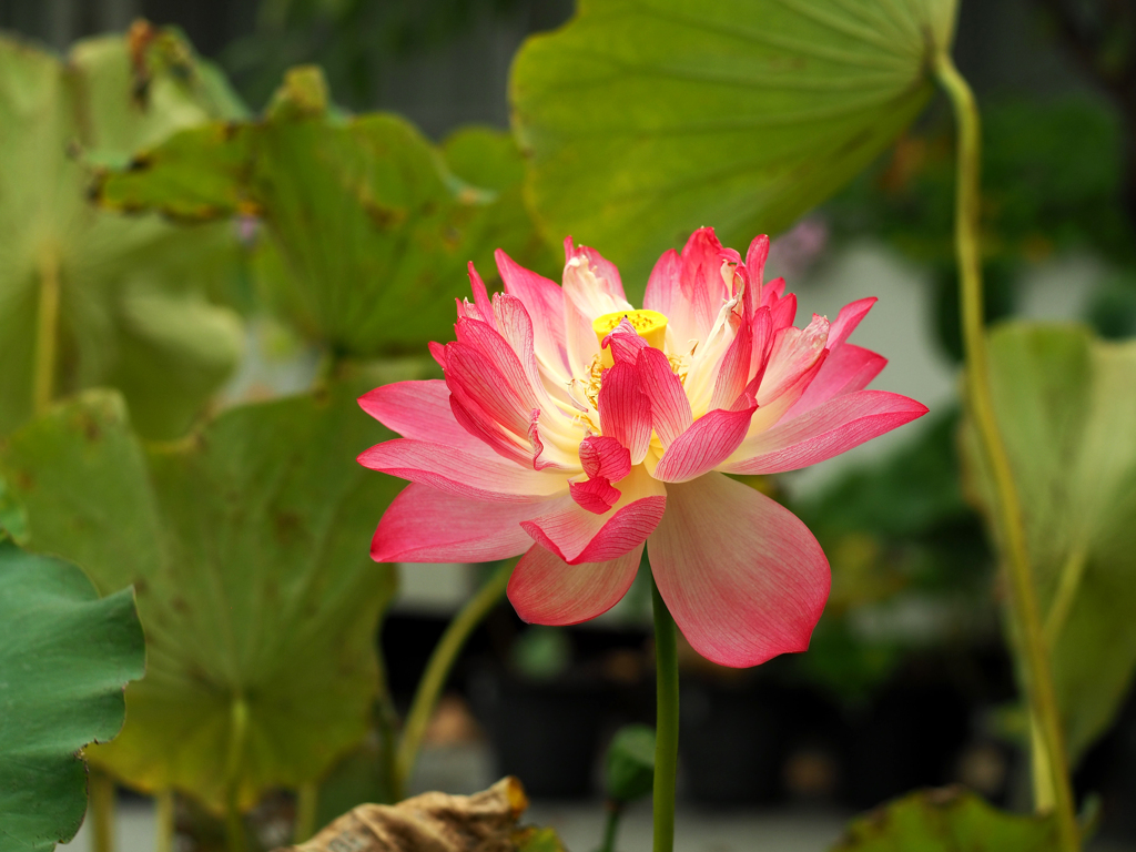 PENTACON50㎜ F1.8 MC