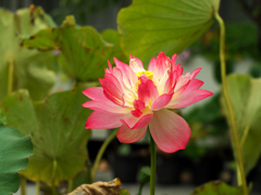 PENTACON50㎜ F1.8 MC