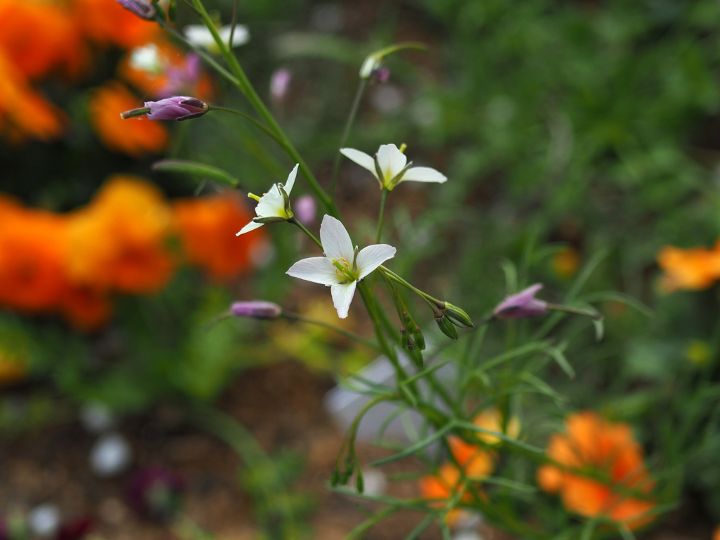日比谷花壇大船フラワーセンター