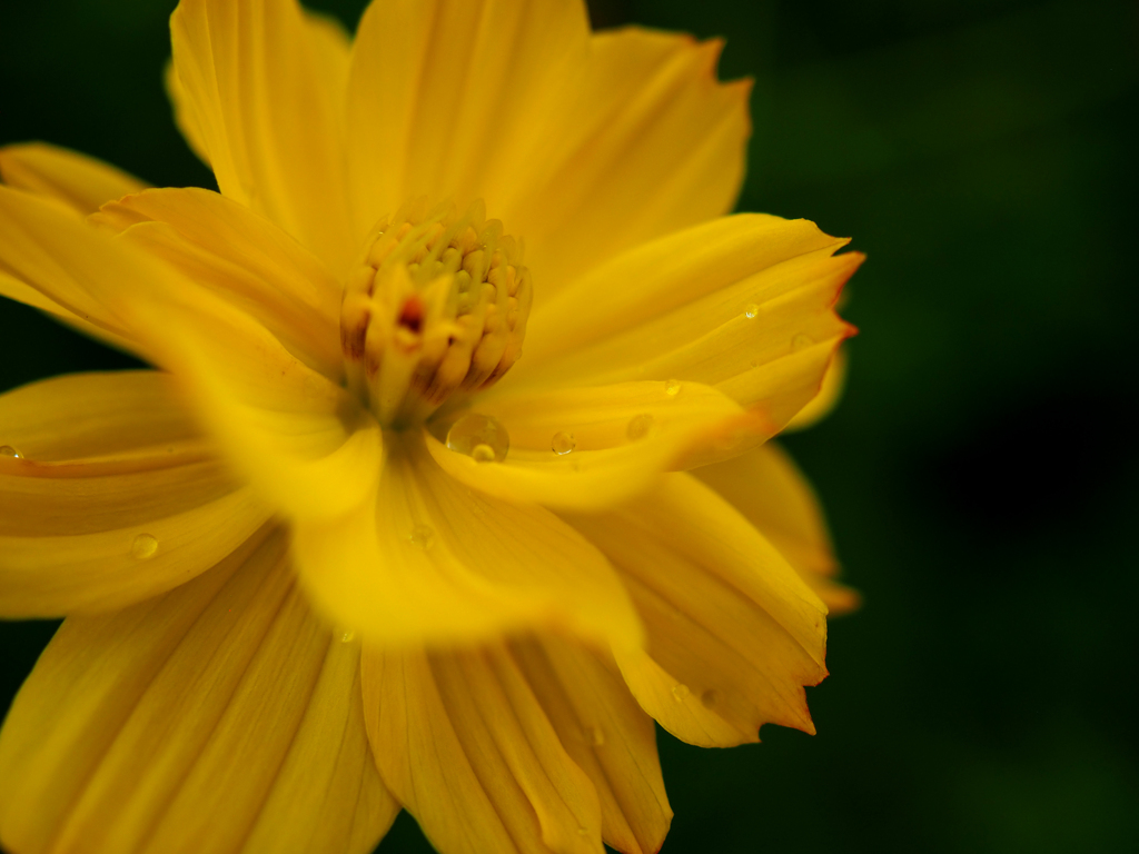 日比谷花壇大船フラワーセンター