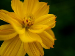 日比谷花壇大船フラワーセンター