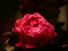 Sonnar135㎜ F4 エキザクタマウント