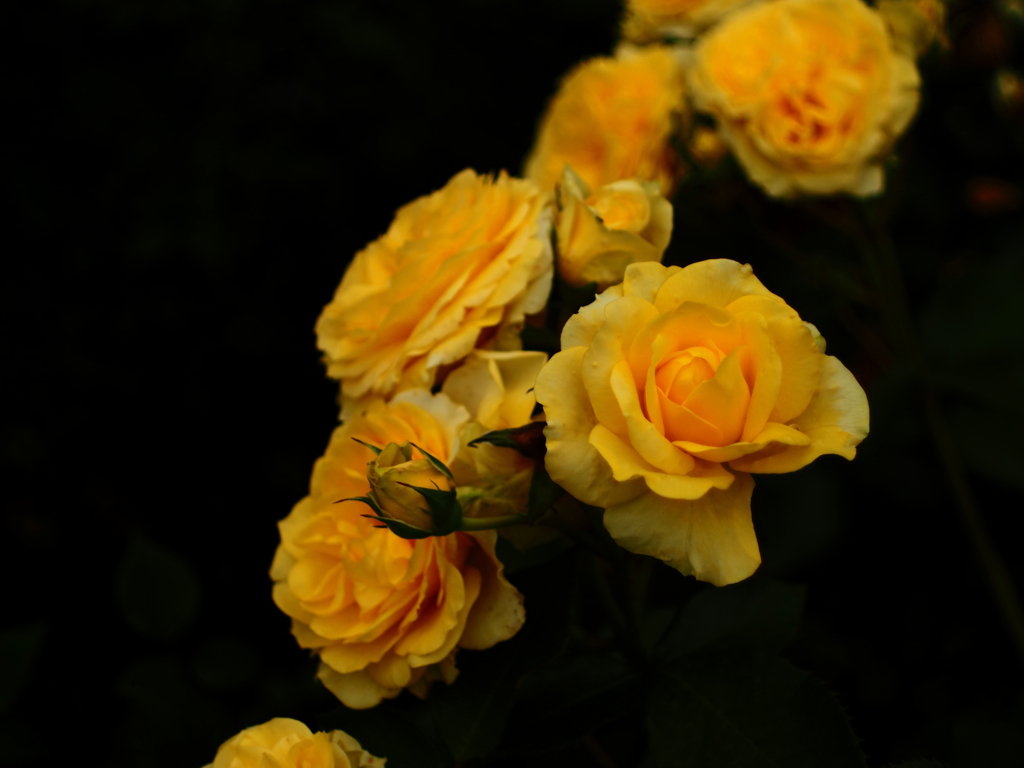 Flektogon35㎜ F2.8 エキザクタマウント