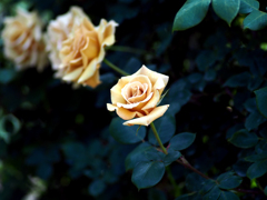 日比谷花壇大船フラワーセンター