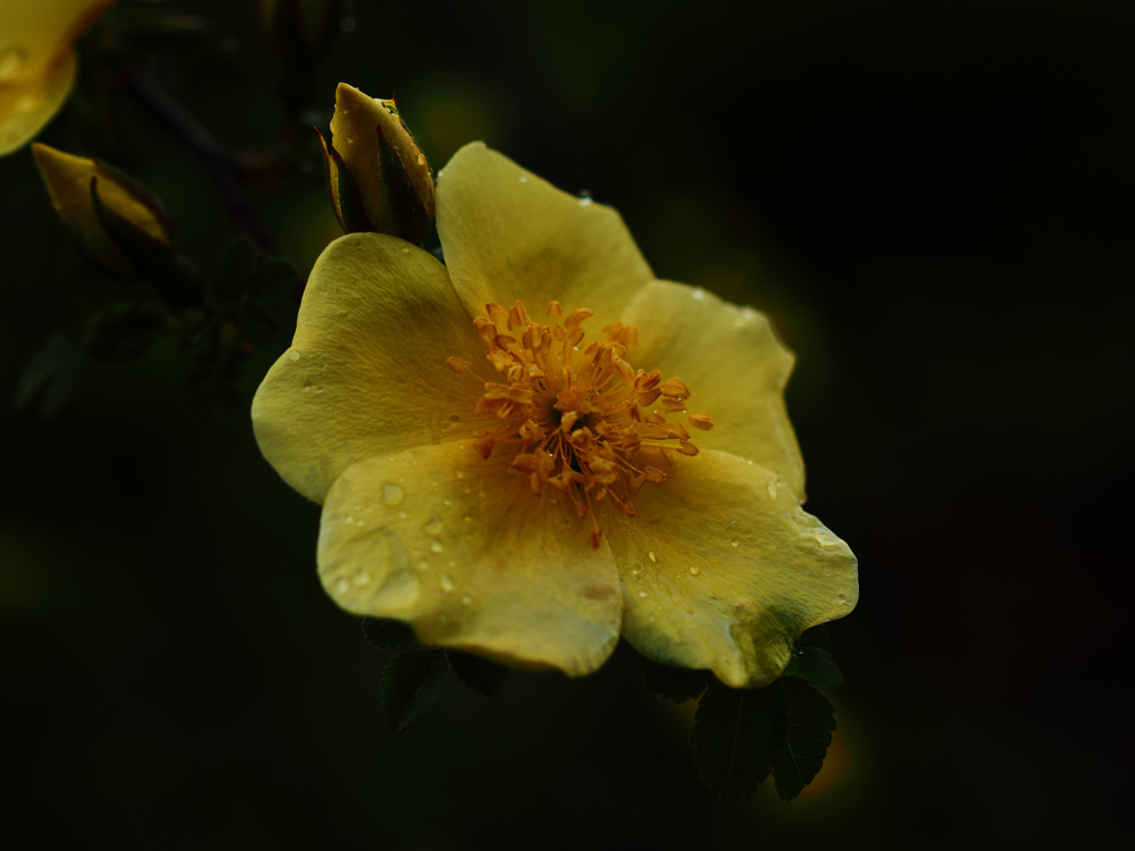 薔薇