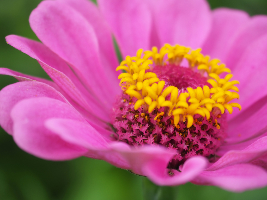 日比谷花壇大船フラワーセンター