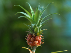 PENTACON50㎜ F1.8 MC