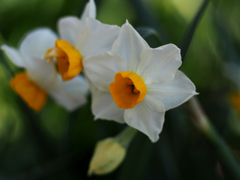 PENTACON50㎜ F1.8 MC
