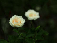 PENTACON50㎜ F1.8 MC