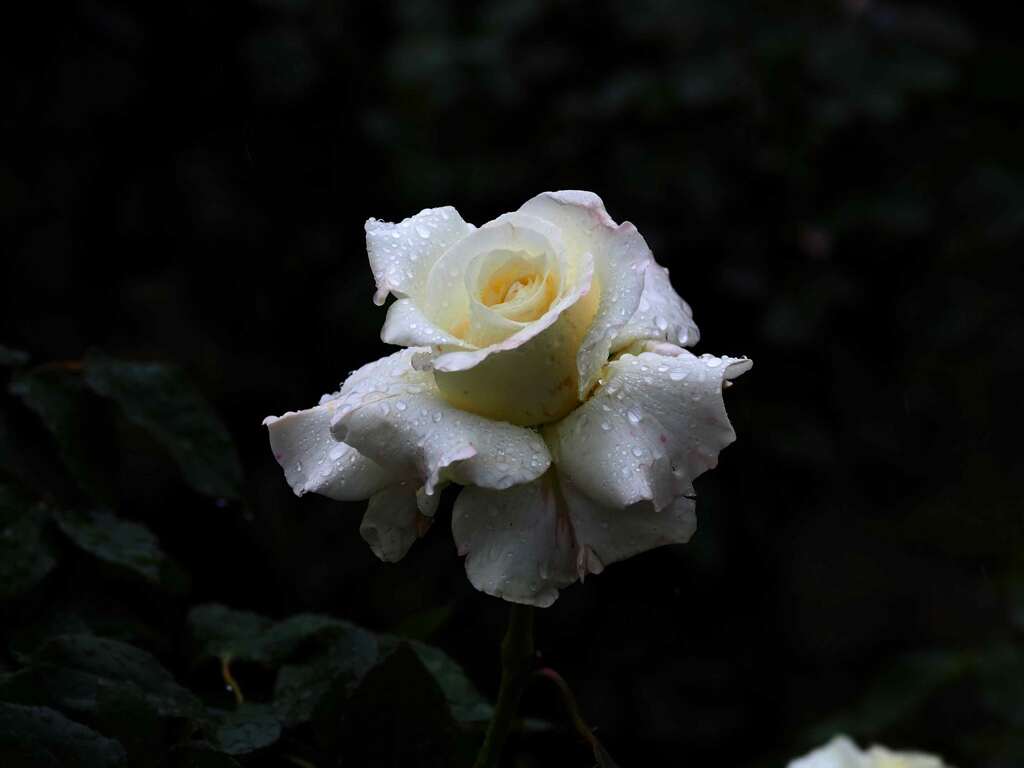 雨濡薔薇
