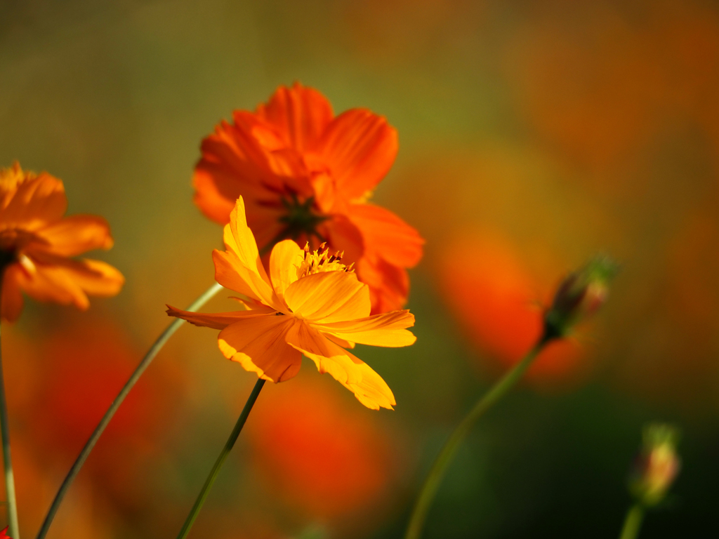 日比谷花壇大船フラワーセンター