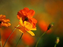 日比谷花壇大船フラワーセンター