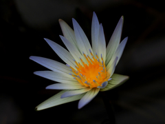 PENTACON50㎜ F1.8 MC