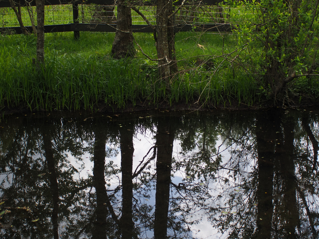 箱根湿生花園