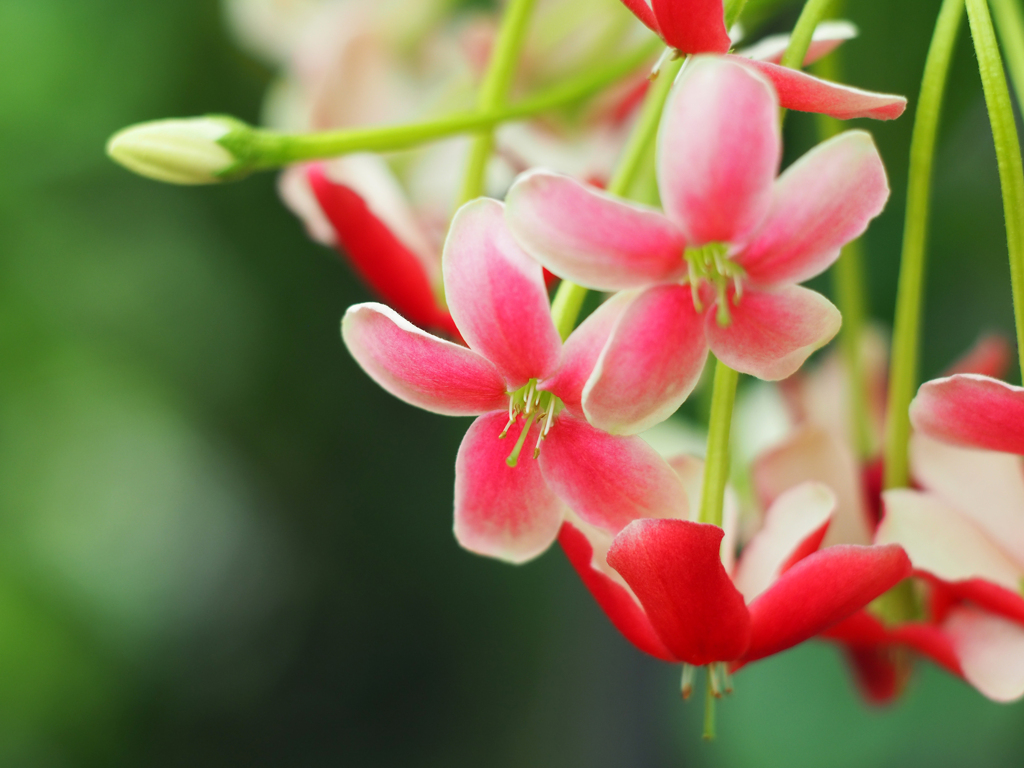 PENTACON50㎜ F1.8 MC