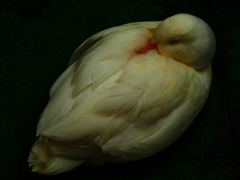 眠るコールダック