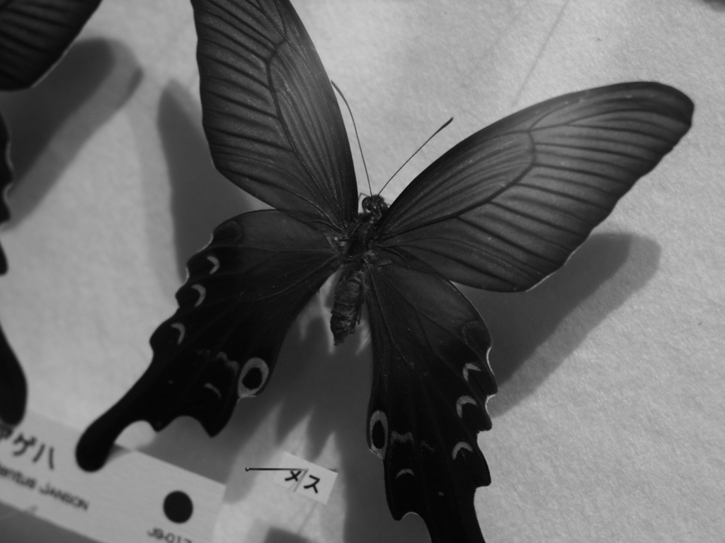 MC JUPITER-9 85㎜ F2.0