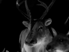 PENTACON50㎜ F1.8 MC