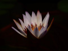 PENTACON50㎜ F1.8 MC