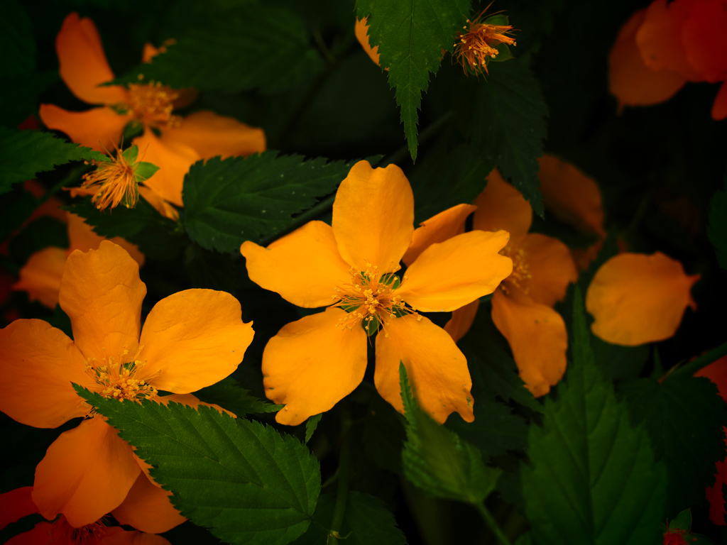 PENTACON50㎜ F1.8 MC