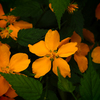 PENTACON50㎜ F1.8 MC