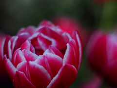 PENTACON50㎜ F1.8 MC