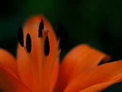 PENTACON50㎜ F1.8 MC