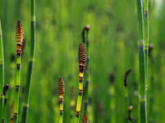 砥草