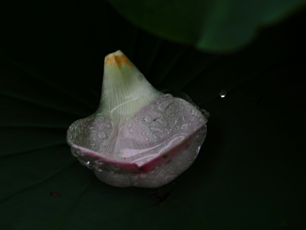 蓮の花弁