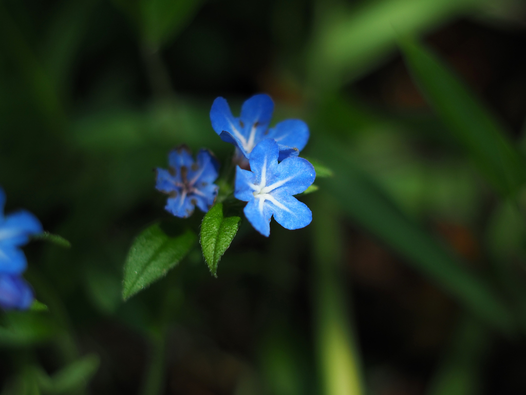 PENTACON50㎜ F1.8 MC