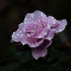濡紫薔薇