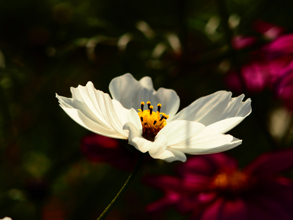 Sonnar135㎜ F4 エキザクタマウント