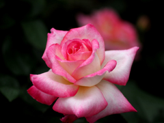 日比谷花壇大船フラワーセンター