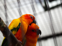 コガネメキシコインコ