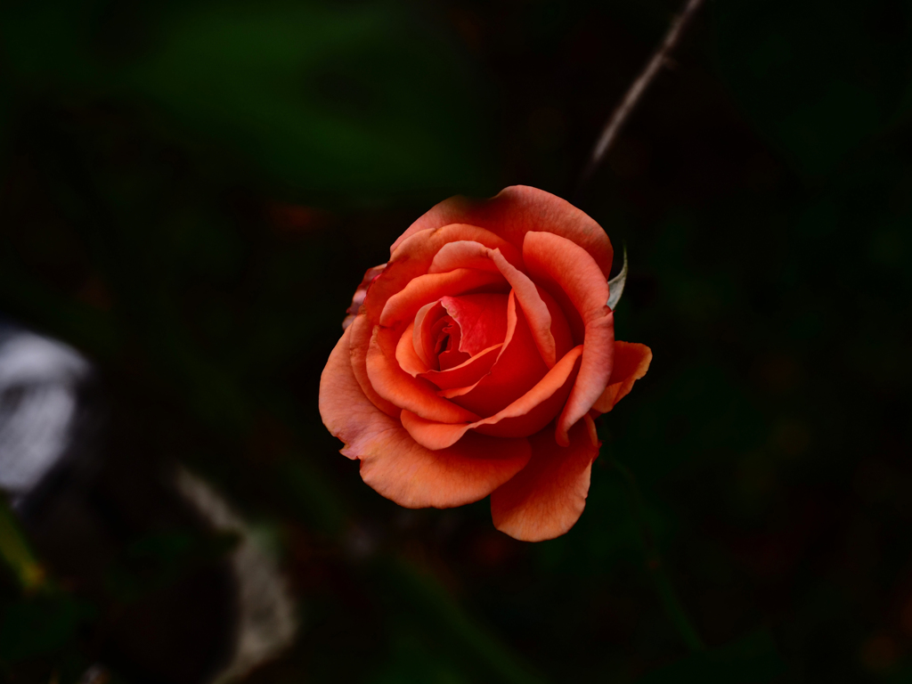 PENTACON50㎜ F1.8 MC