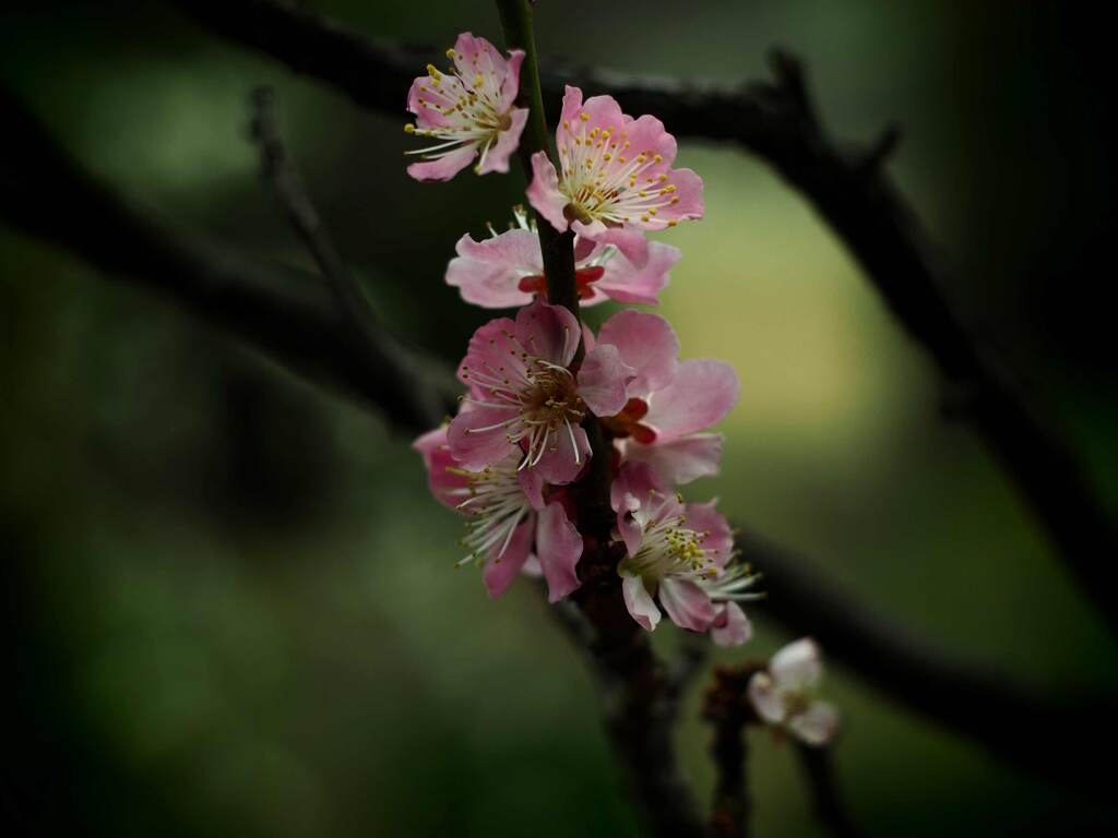 PENTACON50㎜ F1.8 MC