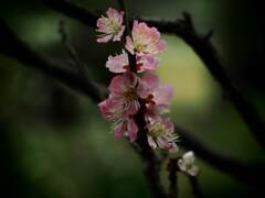 PENTACON50㎜ F1.8 MC