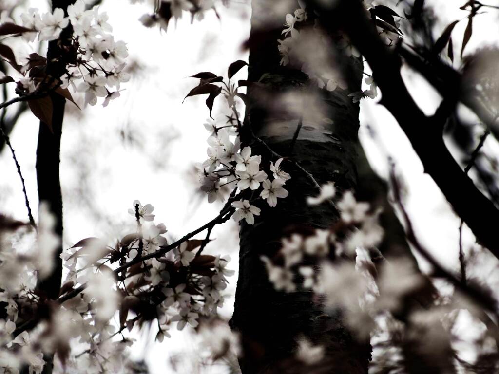 PENTACON135㎜ F2.8